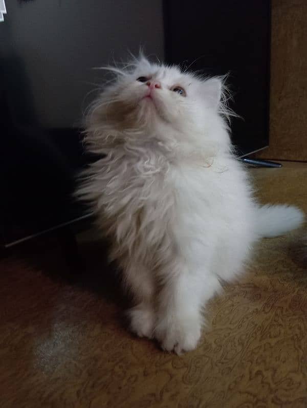 High Quality Persian kittens 5