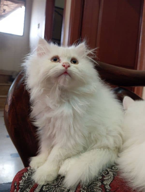 High Quality Persian kittens 7