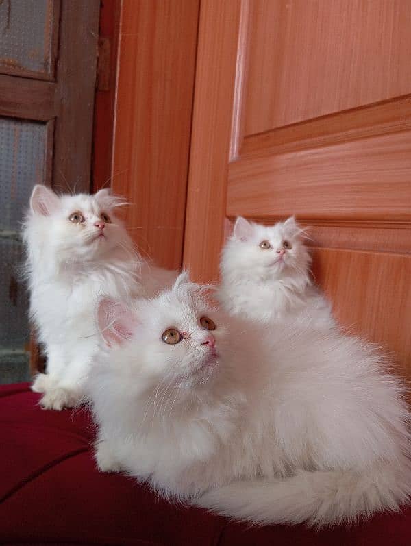 High Quality Persian kittens 9