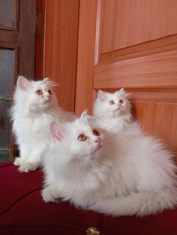 High Quality Persian kittens 10