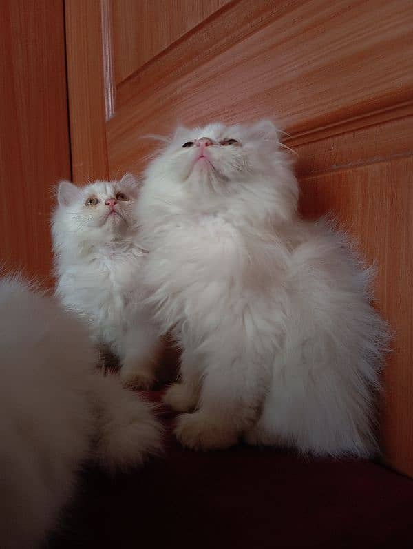 High Quality Persian kittens 12