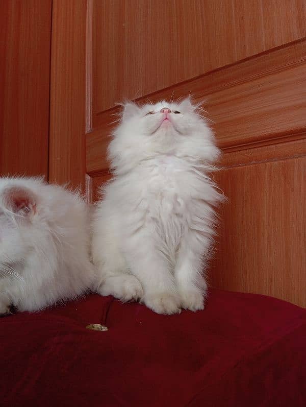 High Quality Persian kittens 13