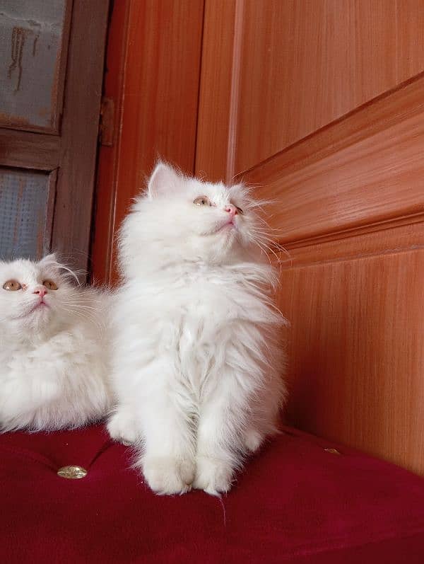 High Quality Persian kittens 16