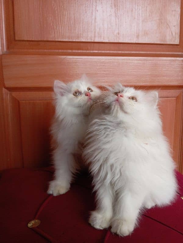 High Quality Persian kittens 17