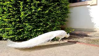 White breeder pair