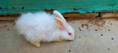 Angora Rabbits male female both. . . fully vaccinated for skin issues.