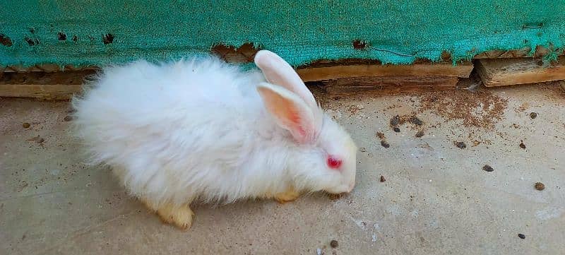 Angora Rabbits male female both. . . fully vaccinated for skin issues. 0