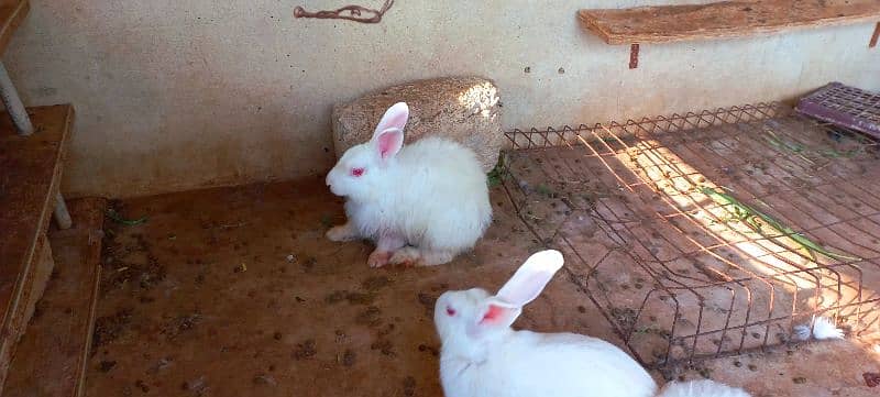 Angora Rabbits male female both. . . fully vaccinated for skin issues. 1