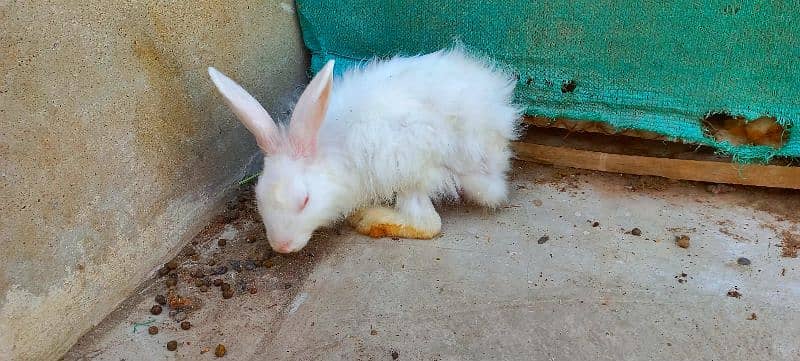 Angora Rabbits male female both. . . fully vaccinated for skin issues. 2