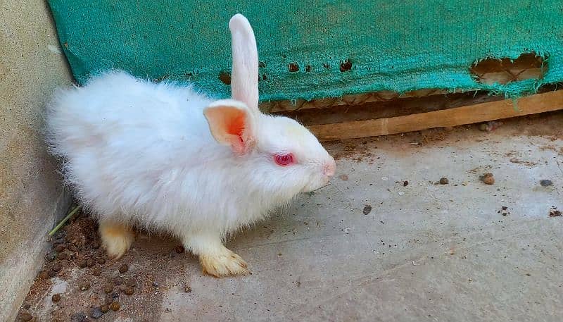 Angora Rabbits male female both. . . fully vaccinated for skin issues. 4