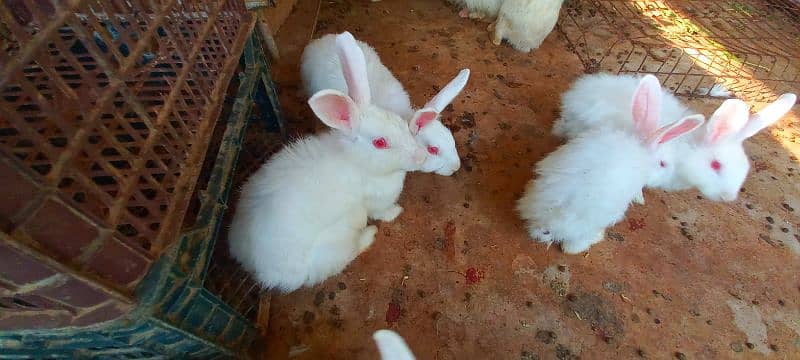 Angora Rabbits male female both. . . fully vaccinated for skin issues. 7