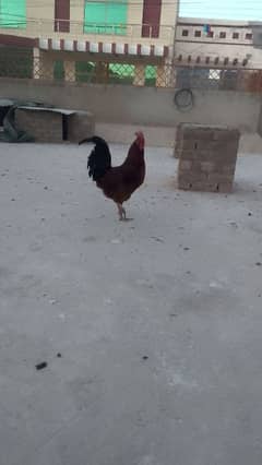 Home roosters for sale