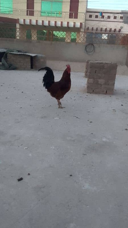 Home roosters for sale 0