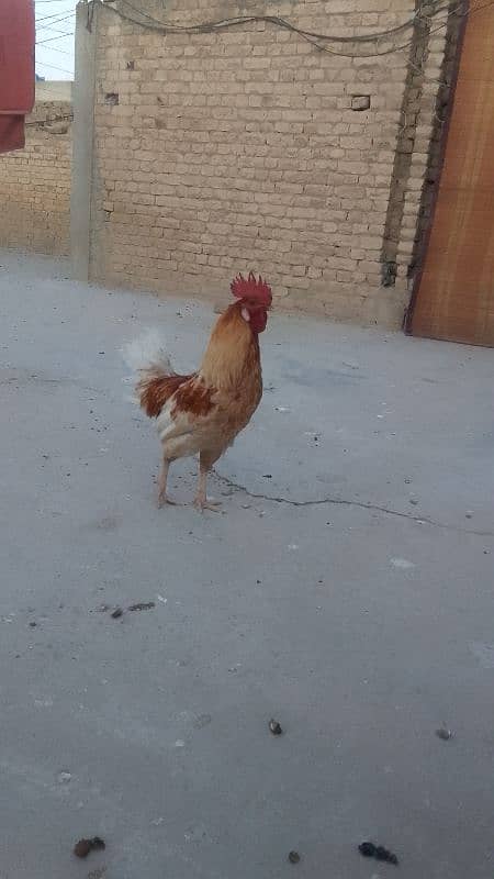 Home roosters for sale 1