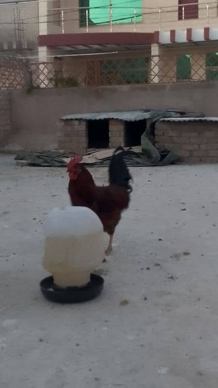 Home roosters for sale 2