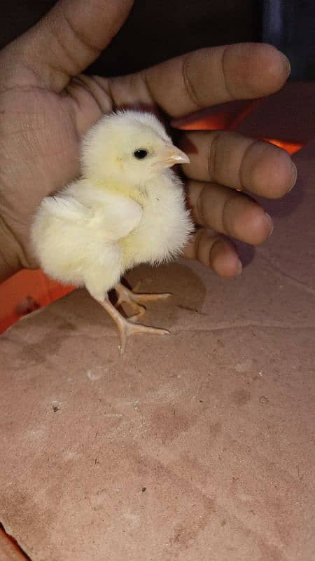 Heera Chicks 0