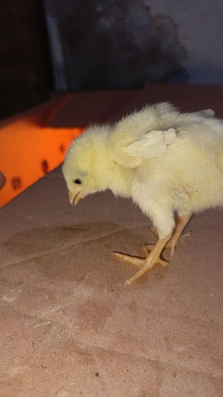 Heera Chicks 1