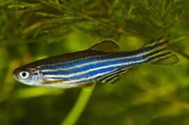 zebra danio