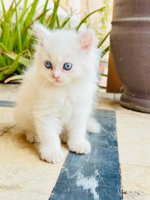 Persian white kitten| 45days | blue eyes | 0