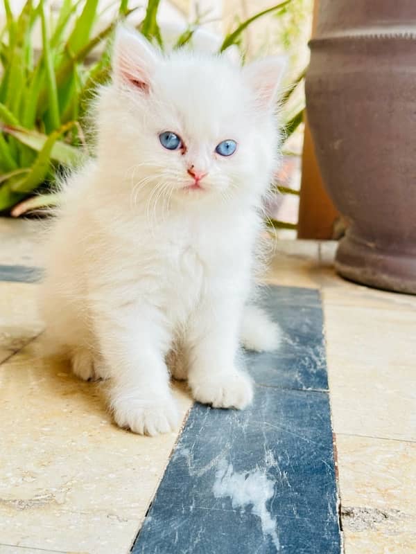 Persian white kitten| 45days | blue eyes | 1