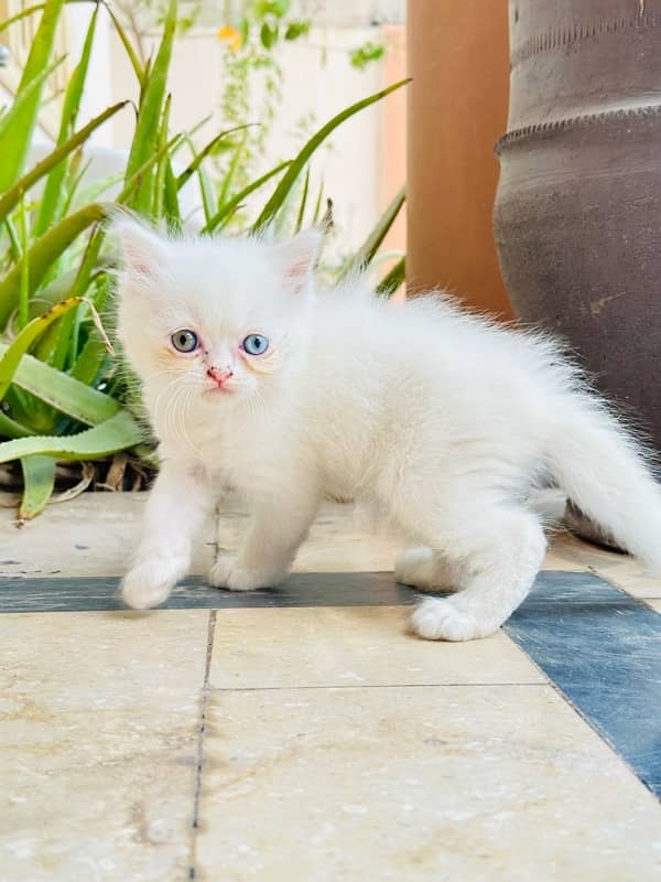 Persian white kitten| 45days | blue eyes | 2