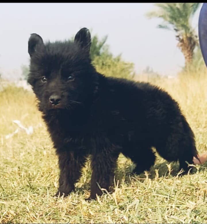 German Shepherd black mask puppy for sale 0