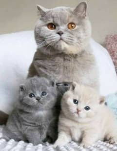 GRAY BRITISH SHORTHAIR KITTENS, hypoallergenic,imported from canada