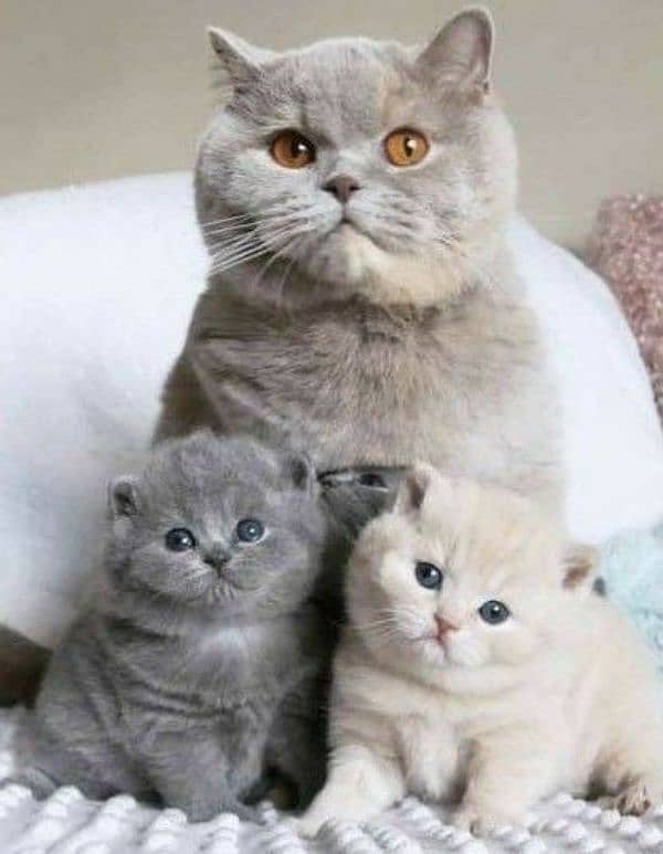 GRAY BRITISH SHORTHAIR KITTENS, hypoallergenic,imported from canada 2