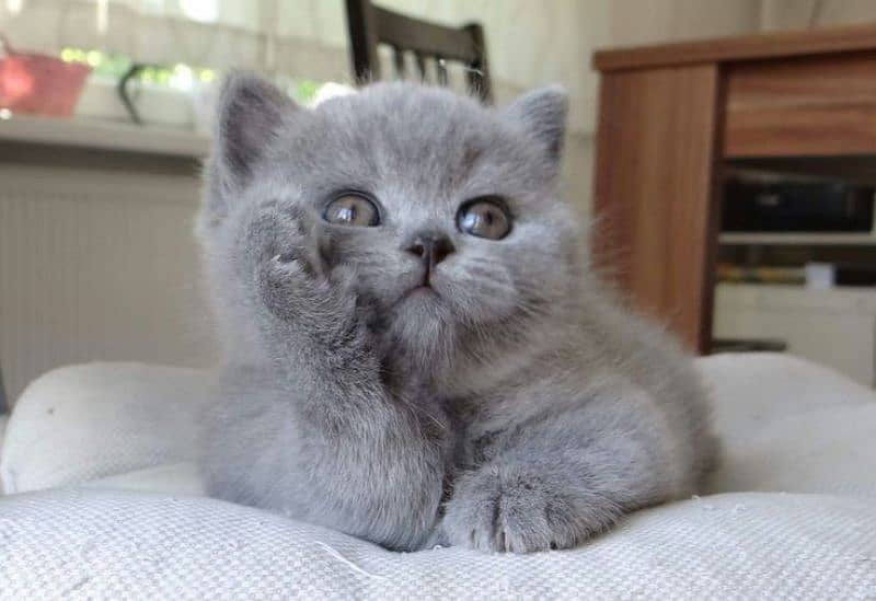 GRAY BRITISH SHORTHAIR KITTENS, hypoallergenic,imported from canada 3