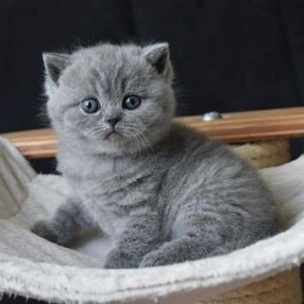 GRAY BRITISH SHORTHAIR KITTENS, hypoallergenic,imported from canada 4