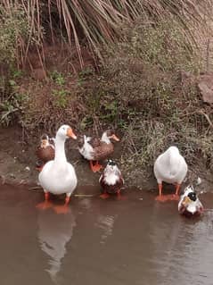 ducks