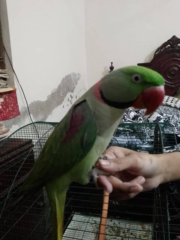 parrot 0