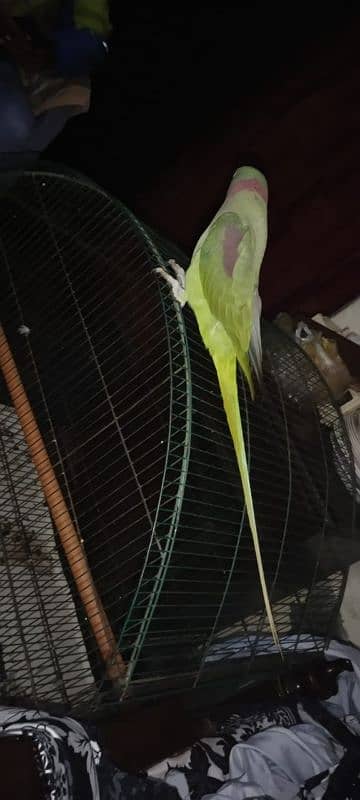 parrot 2