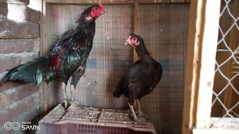 Thai / shamo/ pakistani aseel setup / Aseel Thai / fancy hens  / Hens 10