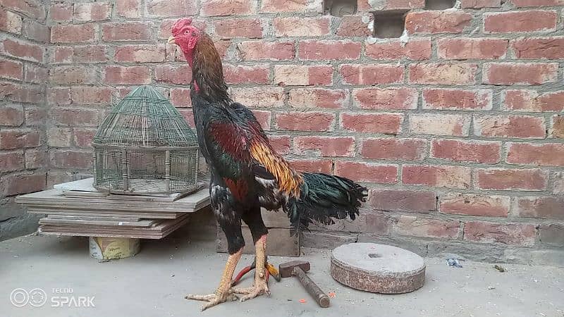 Thai / shamo/ pakistani aseel setup / Aseel Thai / fancy hens  / Hens 11