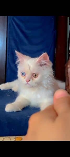 Persian cat male or for sale my WhatsApp 03230097122 0