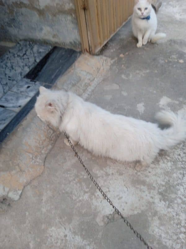 Persian cat 2