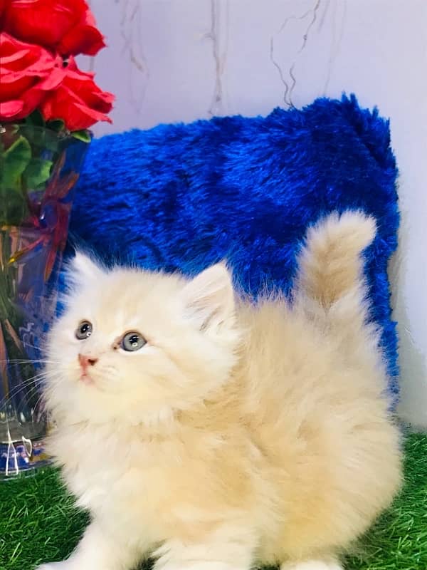 Pure breed gift quality triple coated healthy kittens [cash on delive 1