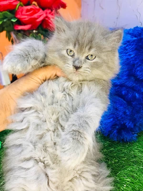 Pure breed gift quality triple coated healthy kittens [cash on delive 2