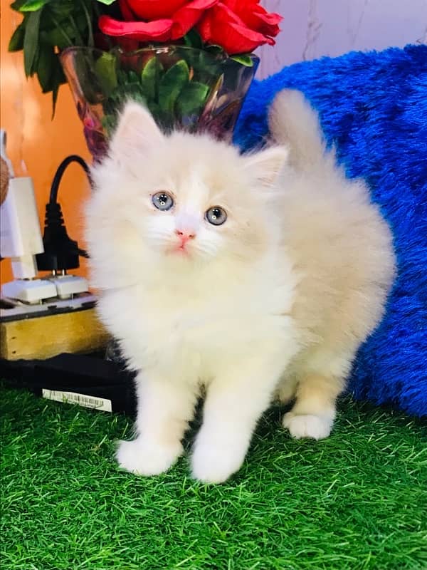 Pure breed gift quality triple coated healthy kittens [cash on delive 4