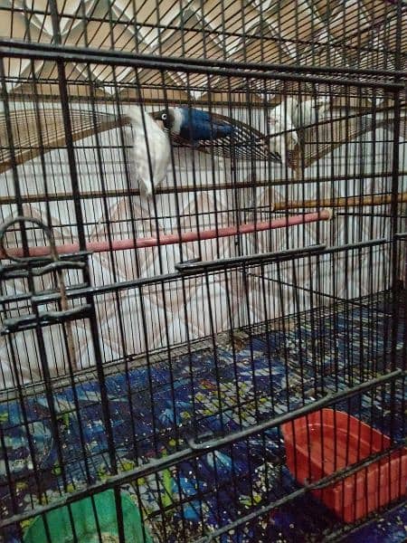 Full setup for sale Home Breeder Love Bird 3