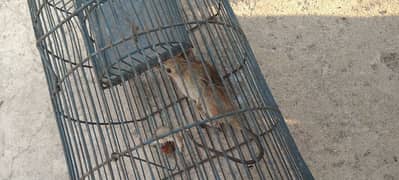 Rodent control services & Traps