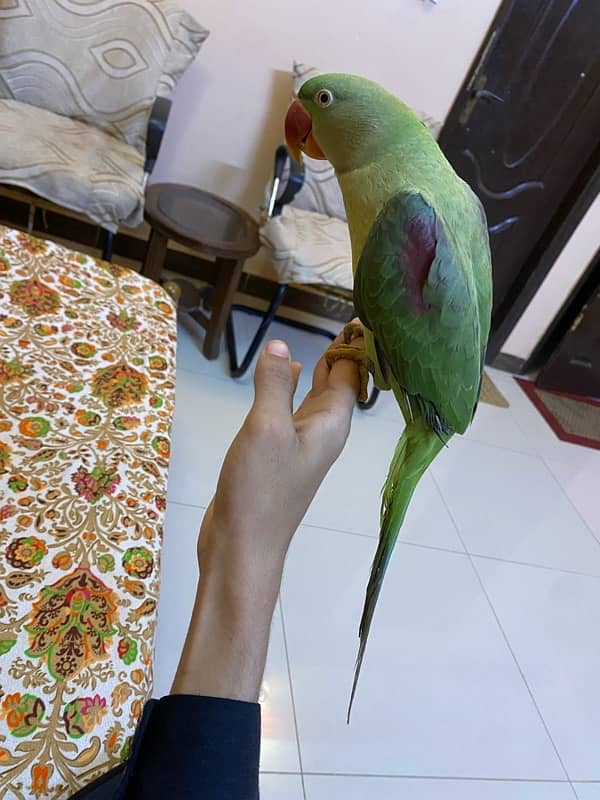 raw pahari talking parrot for sale 0