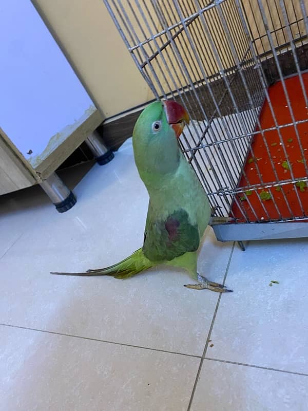 raw pahari talking parrot for sale 4