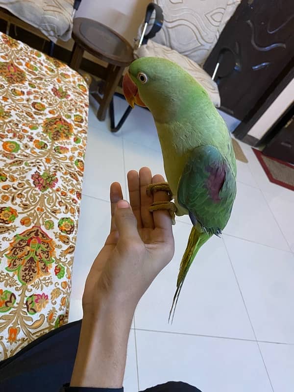 raw pahari talking parrot for sale 5