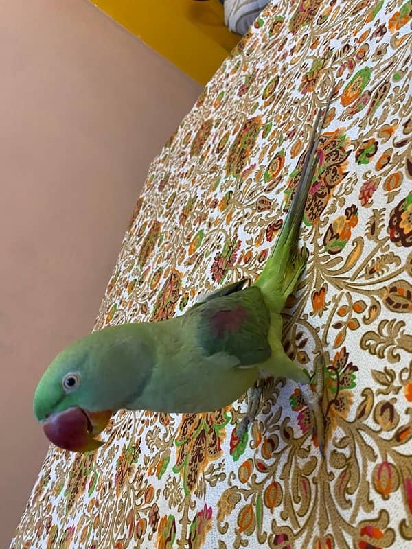 raw pahari talking parrot for sale 6