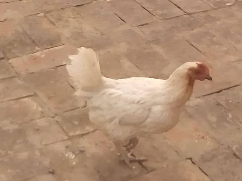 hens for sale in sabzazar 1