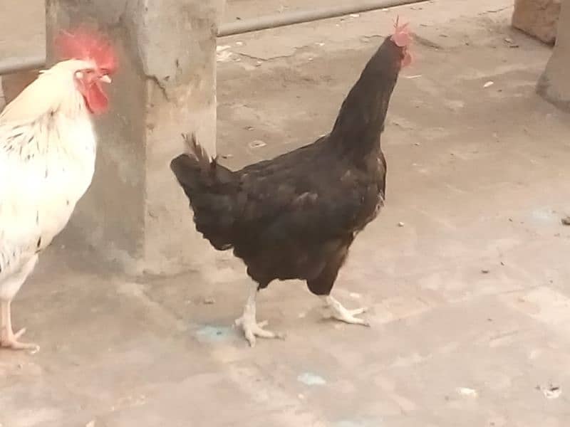 hens for sale in sabzazar 2