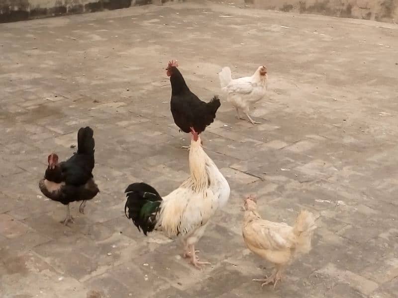 hens for sale in sabzazar 3