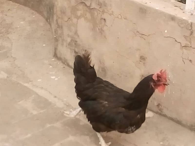 hens for sale in sabzazar 4